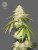The Bulldog Seeds Joris Pound Cake Feminized, 3 ja 5 kpl