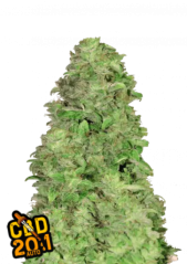 Fast Buds Cannabis Seeds CBD 20:1 Auto