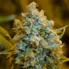Silent Seeds Classic Cannabis Seeds Critical Jack Feminized