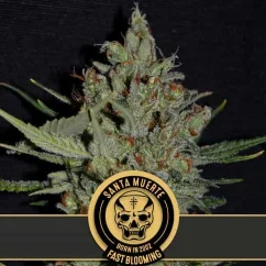 Blimburn Seeds Kannabiksen siemenet Santa Muerte Fast Blooming Feminized