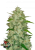 Fast Buds Cannabis Seeds Chemdawg Auto