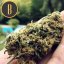 Blimburn Seeds Kannabiksen siemenet Santa Muerte Fast Blooming Feminized