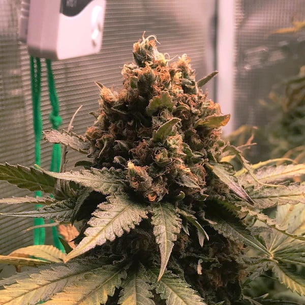 Royal Queen Seeds Kráľovský syr zo semien kanabisu – rýchlo feminizovaný