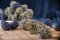 Terpenes in cannabis, what can we find and what are they for?
