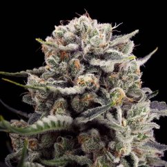 Silent Seeds Cannabis Seeds B-45 by Booba Feminized