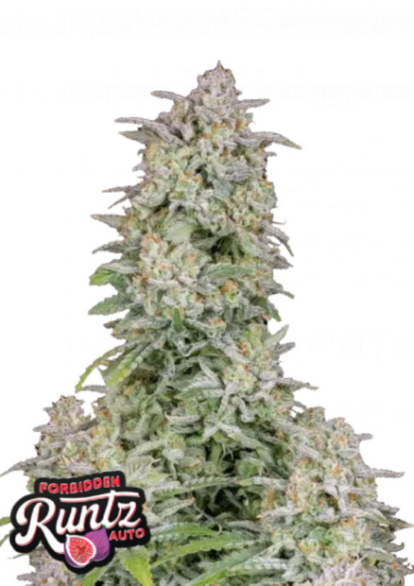 ファストバッズ 大麻種子 禁断のランツオート - 個数: 3 pcs
