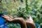 CBD flowers: a beginner's guide
