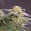 Silent Seeds Kannabiksen siemenet Lemon Tree Fast by Lemon Tree Feminized