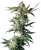 Sensi Seeds Cannabis Seeds Northern Lights® Regular, 10 kpl