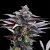 Silent Seeds Cannabis Seeds Pink Sunset Tekijä: Sherbinskis Feminized