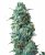 Sensi Seeds Cannabis Seeds Afghan Kush Regular od White Label, 10 ks