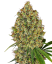 Sensi Seeds Cannabis Seeds AK-420 Feminized by White Label, 3-10 kpl