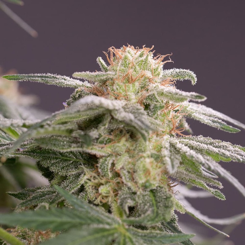 Silent Seeds Kannabiksen siemenet Lemon Tree Fast by Lemon Tree Feminized