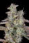 Fast Buds Cannabis Seeds Banana Purple Punch Auto