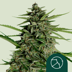 Royal Queen Seeds Kannabiksen siemenet Orion F1 Auto