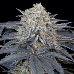 Silent Seeds Eksoottiset kannabiksen siemenet Watermelon Runtz Feminized