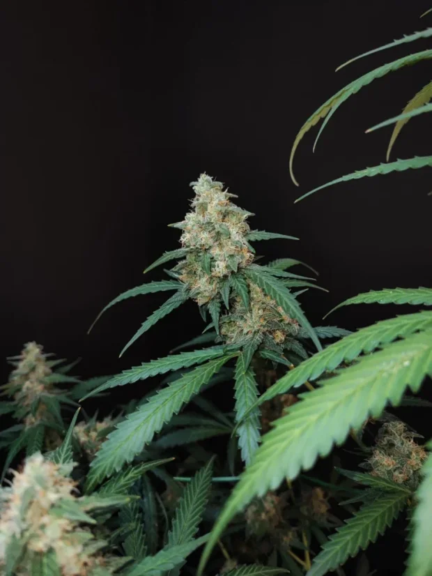 Fast Buds Cannabis Seeds Cheese Auto