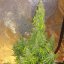 Doctor's Choice Seeds Rock Machine Auto Feminized