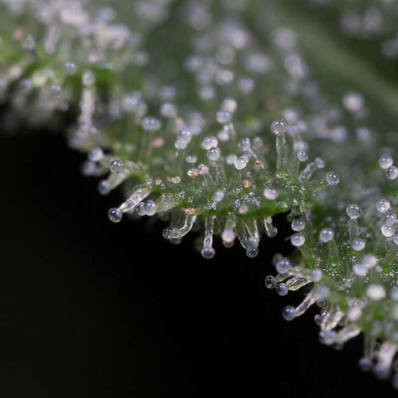 Silent Seeds Kannabiksen siemenet Lemon Tree Fast by Lemon Tree Feminized
