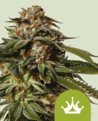 Royal Queen Seeds Seminte de canabis Special Queen #1 Auto