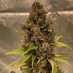 Doctor´s Choice Semillas Diesel Fast F1 BX Regular