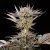 Silent Seeds Eksoottiset kannabiksen siemenet Lemon Tree 2.0, Lemon Tree Feminized