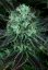 T.H.Seeds™ Cannabis Seeds Darkstar™, various pack, regular