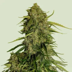 Royal Queen Seeds Atlas F1 Auto kannabiszmagok