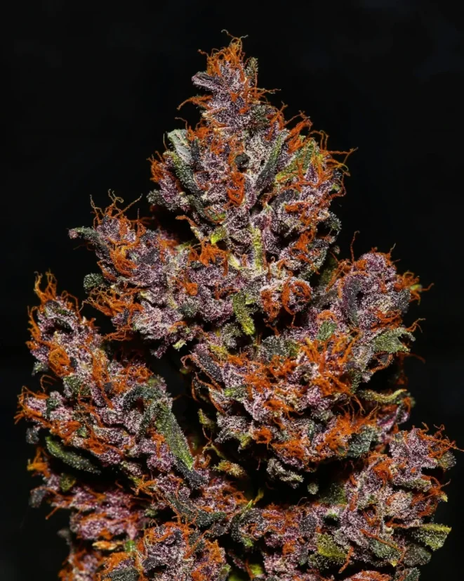 ファストバッズ 大麻種子 クリスタルメスオート - 個数: 10個