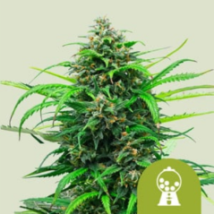 Royal Queen Seeds Seminte de canabis Pink Runtz Auto