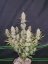 Fast Buds Cannabis Seeds Tropicana Cookies Auto