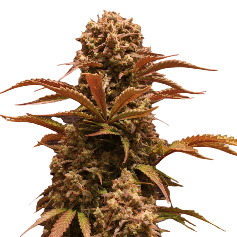 Doctor's Choice Seeds Purple Ryder Auto Feminized
