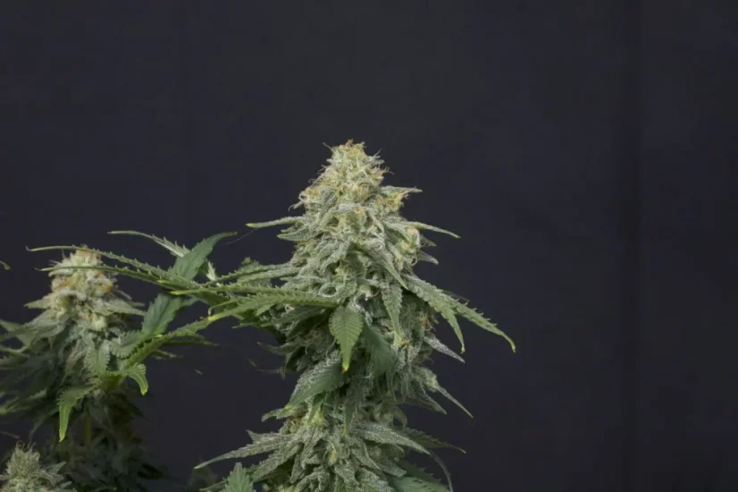 Fast Buds Cannabis Seeds Wedding Cheesecake FF