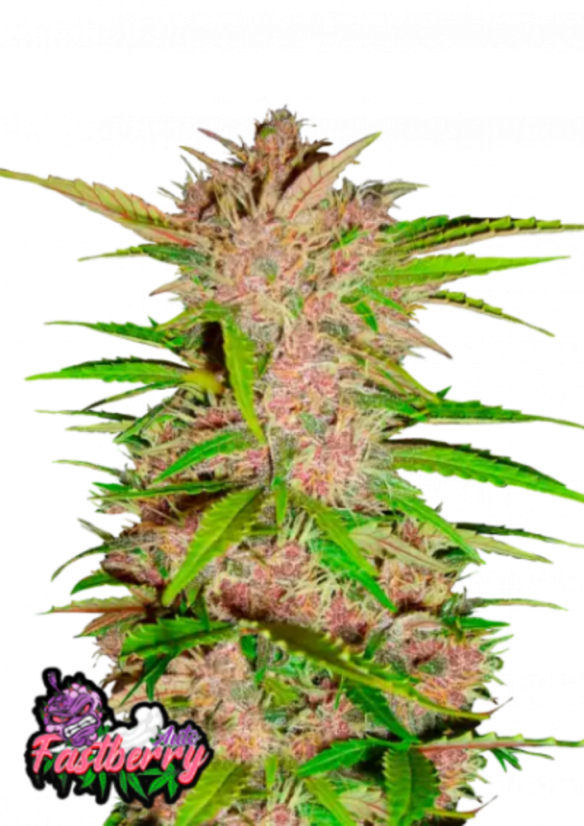 Friday next Friday ICE CUBE マリファナCBD 大麻 Friday next Friday ICE CUBE マリファナ 大麻 CBD