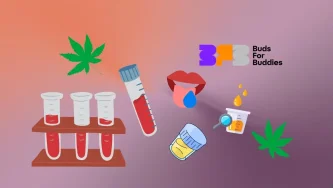 Ilustrācija, kas attēlo asins, urīna un siekalu analīzes – cik ilgi THC paliek asinīs, urīnā un siekalās; Buds for Buddies logotips augšējā labajā stūrī.