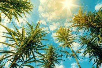 Hexahydrocannabinol: THC labā roka