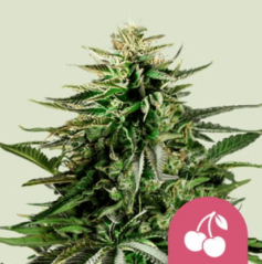 Royal Queen Seeds Cannabisfrø Kirsebærpai feminisert