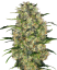 Sensi Seeds Cannabis Seeds Black Domina® Regular, 10 kpl