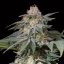 Silent Seeds Kannabiksen siemenet Lemon Tree Fast by Lemon Tree Feminized