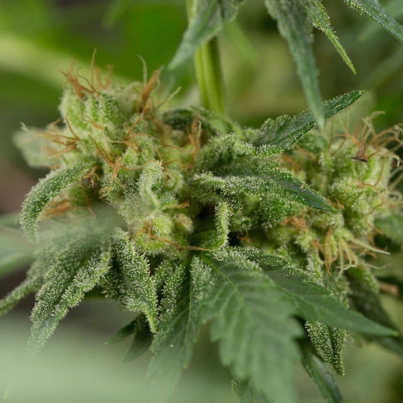 Silent Seeds Kannabiksen siemenet Lemon Tree Fast by Lemon Tree Feminized