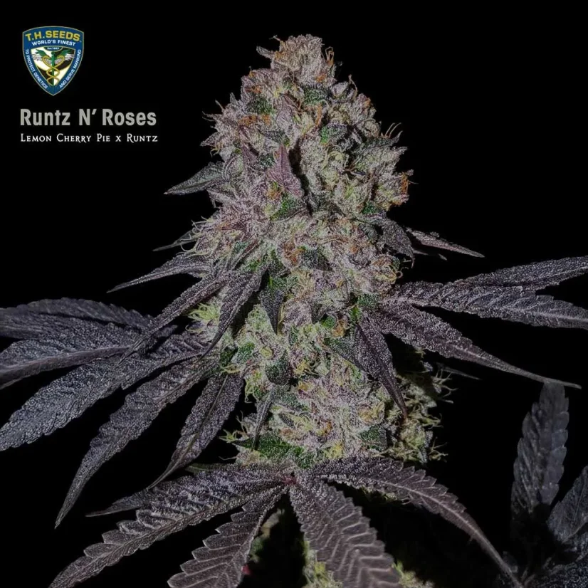 T.H.Seeds™ Cannabis Seeds Runtz N' Roses, eri pakkaus, feminisoitu