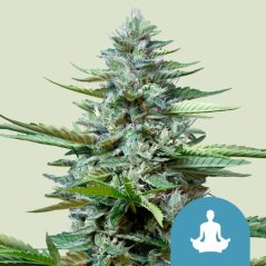 Royal Queen Seeds Cannabis Seeds Stress Killer Auto (magas CBD)