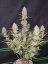 Fast Buds Cannabis Seeds Tropicana Cookies Auto