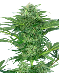 Sensi Seeds Cannabis Seeds Skunk Dream CBD Feminized, 3-10 ks