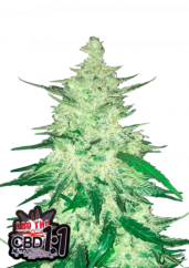 Semi di cannabis Fast Buds CBD Crack Auto