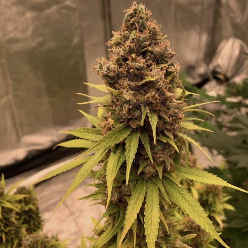 Doctor´s Choice Seeds Diesel Fast F1 BX Regular