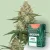 Canntropy Seeds Mango Cookies (Feminized)