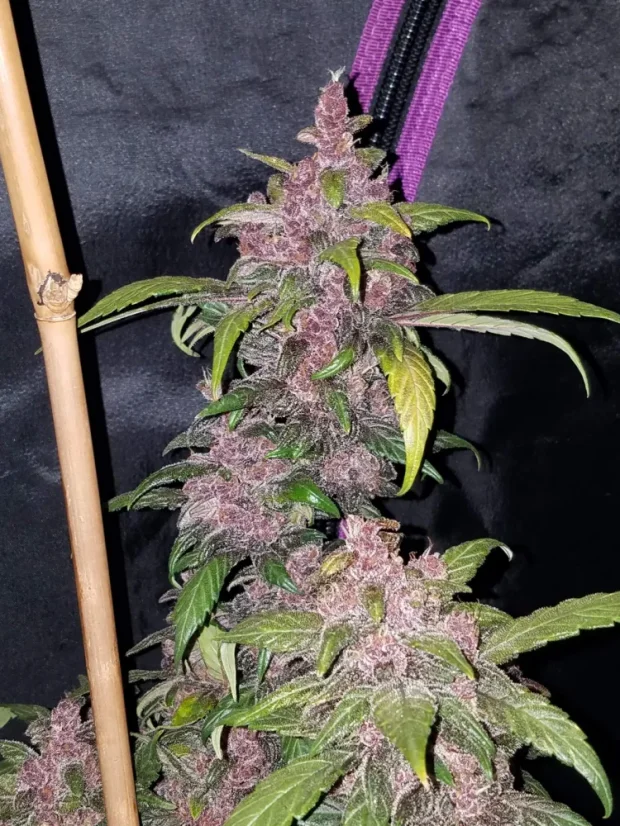 Fast Buds Cannabis Seeds LSD-25 Auto