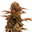 Doctor's Choice Seeds Purple Ryder Auto Feminized