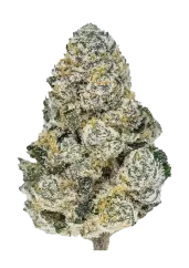 Fast Buds Kannabiksen siemeniä Lemonpaya Feminisoitu